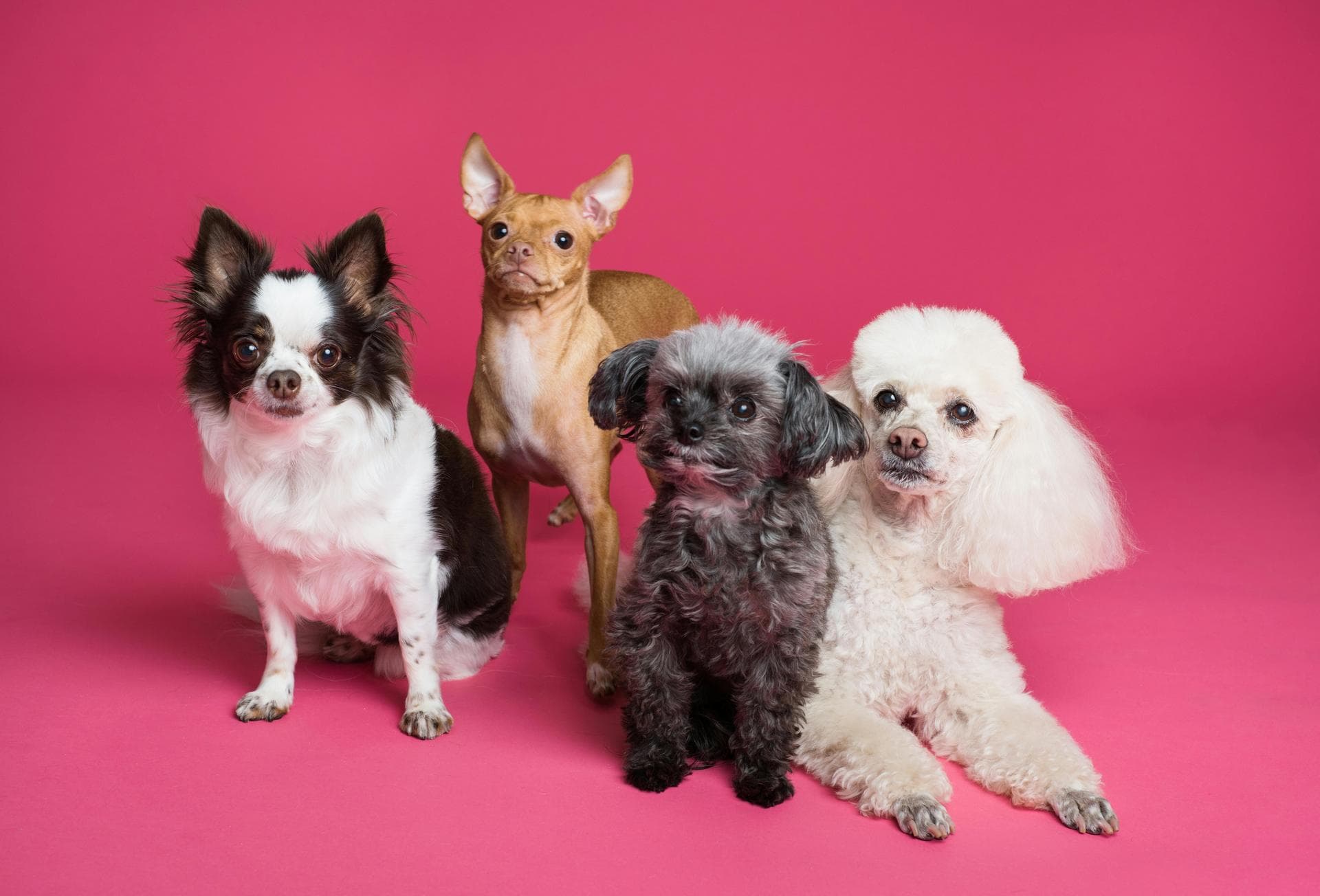 Best Vets in North Dublin City