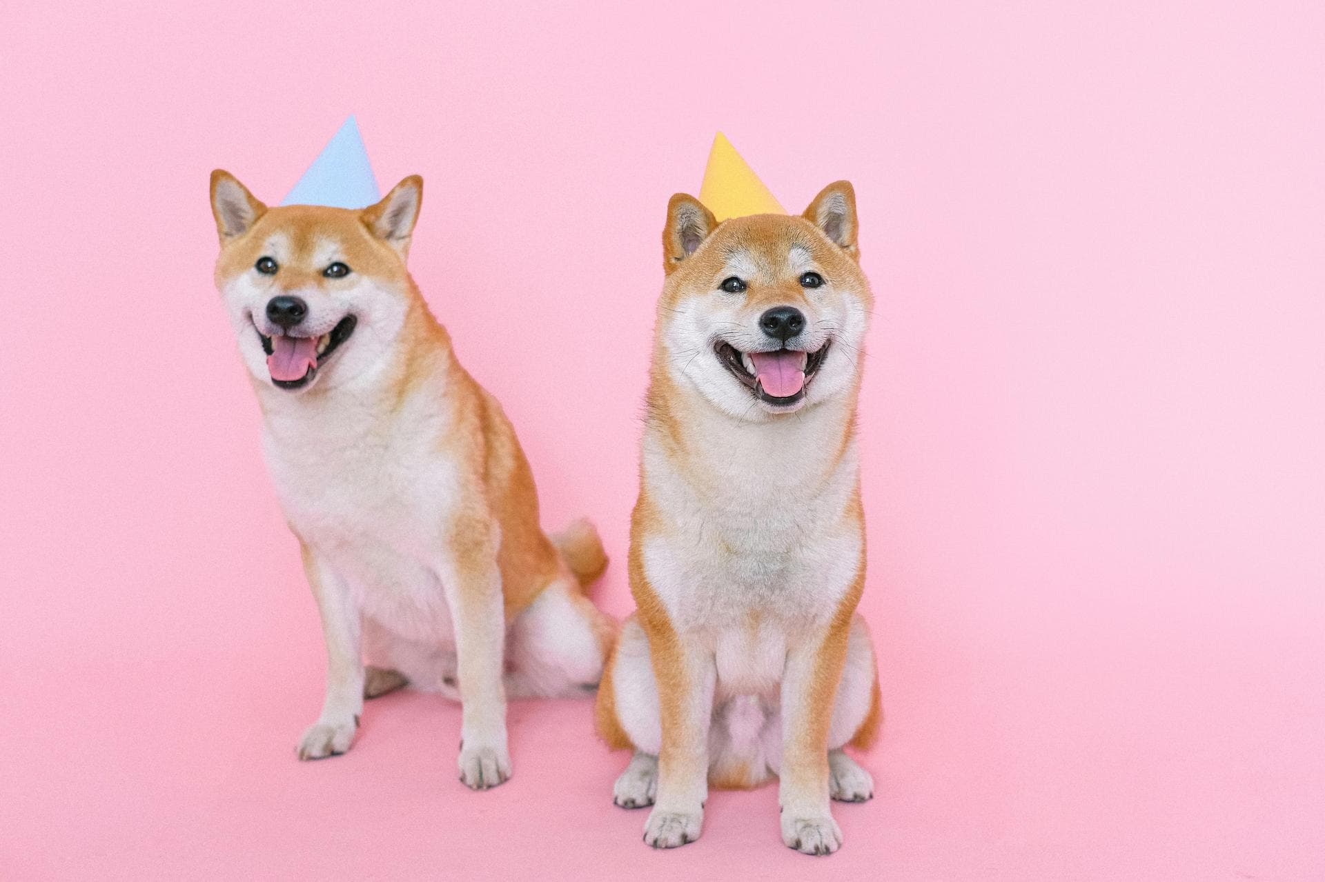 Best Vets in North Dublin City